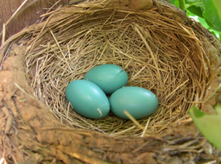 Screen Shot 2019-04-01 at 6.24.58 PM